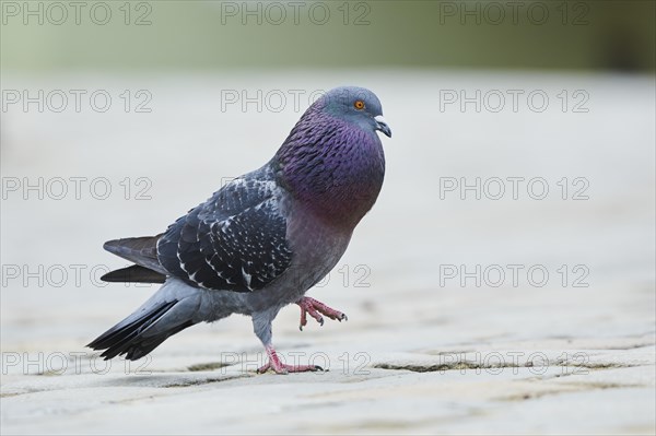 Feral pigeons