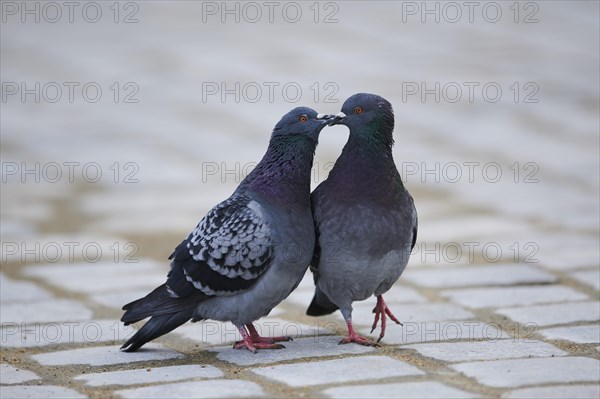 Feral pigeons