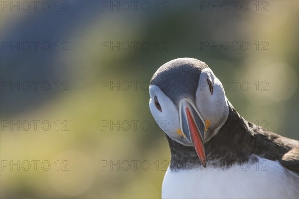 Puffin