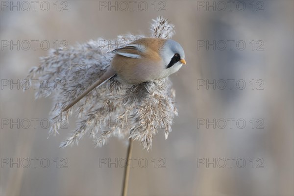 Bearded reedling - Photo12-imageBROKER-Christian Kosanetzky