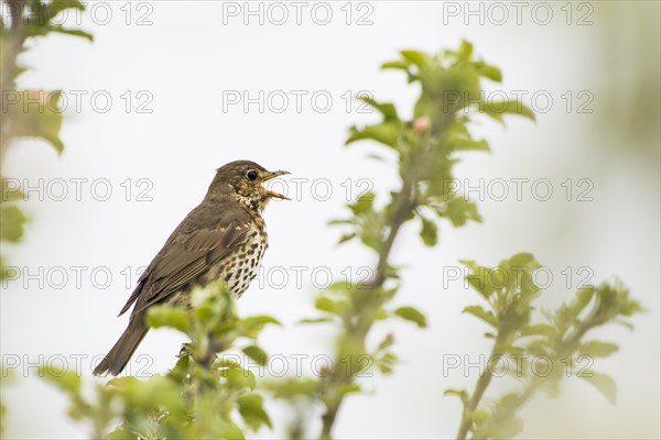 Song thrush