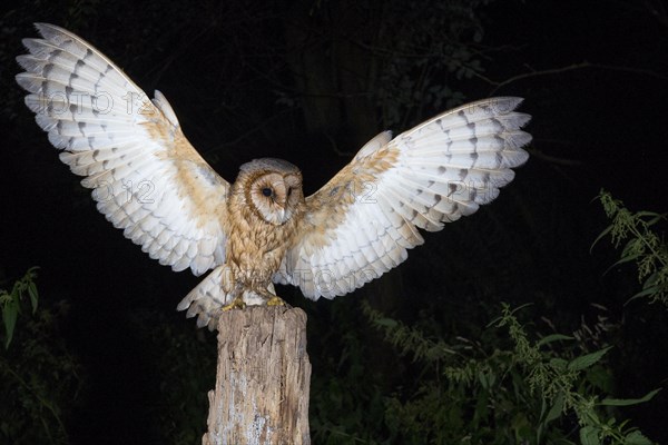 Young barn owl