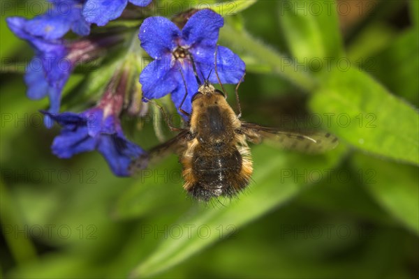 Spotted woolly hawk moth