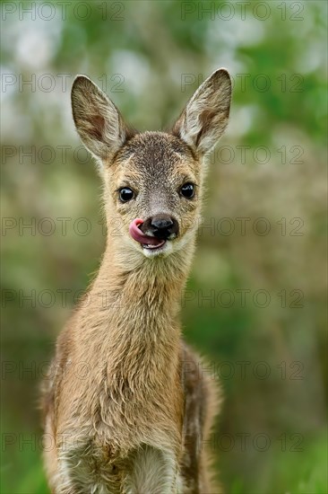 European roe deer