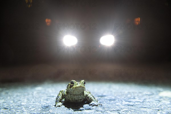 Common toad