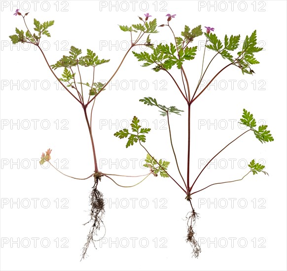 Ruprechtskraut or Stinking Cranesbill