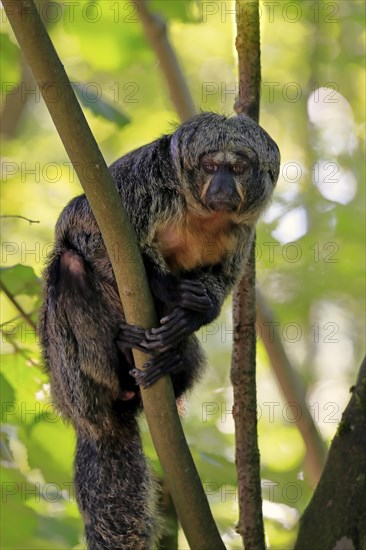 White-faced saki