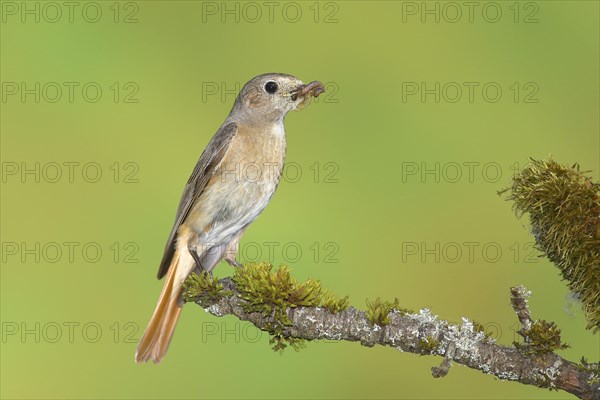 Common redstart