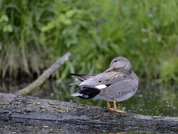 Gadwall