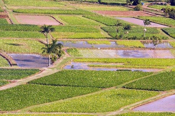 Hanalei valley and taro fields on kauai