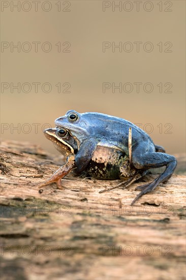 Moor frog