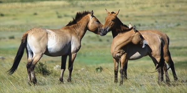 Przewalski wild horses