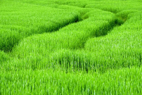 Tracks in grain field near Bad Koesen