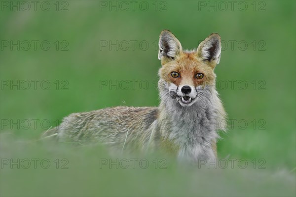 Red fox