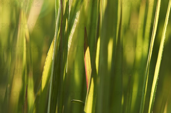 Blade of grass