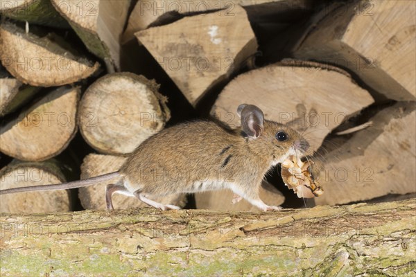 Yellow-necked mouse