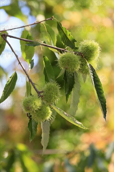 Horse-chestnut