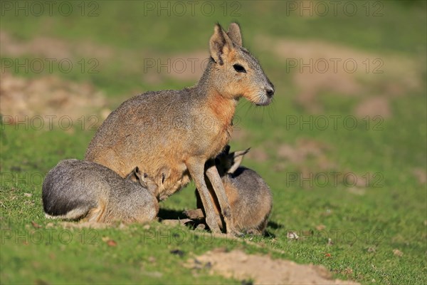 Patagonian Mara