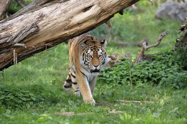 Siberian tiger