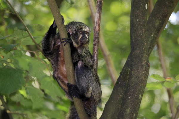 White-faced saki