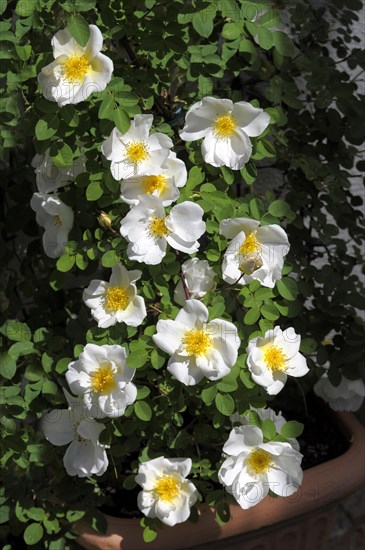 Dog rose