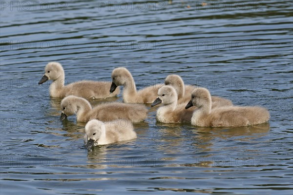 Mute swans