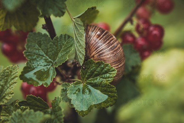 Edible snail crawling in the litter