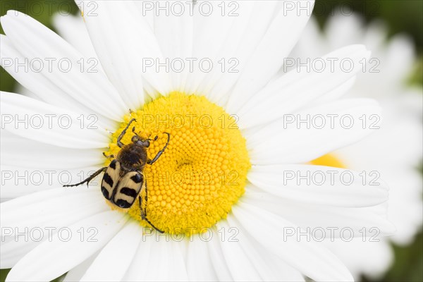 Bee beetle