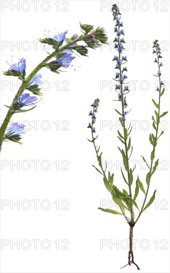 Viper's bugloss