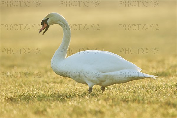 Mute swan