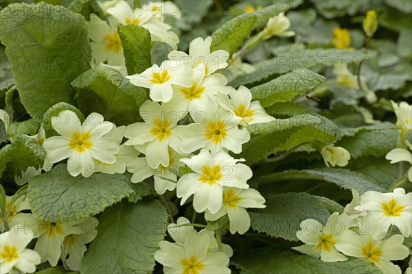 Primrose