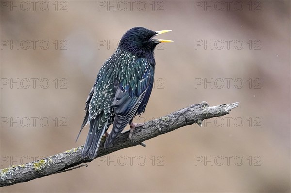 Starling