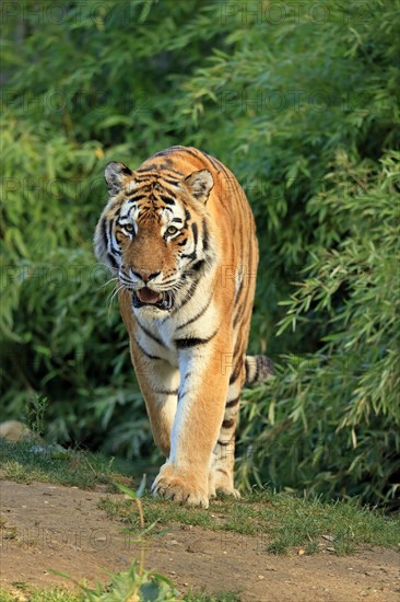 Siberian tiger