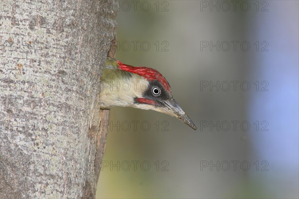 European green woodpecker