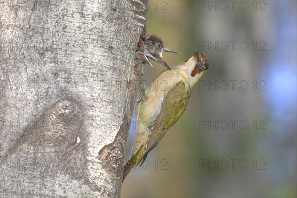 European green woodpecker