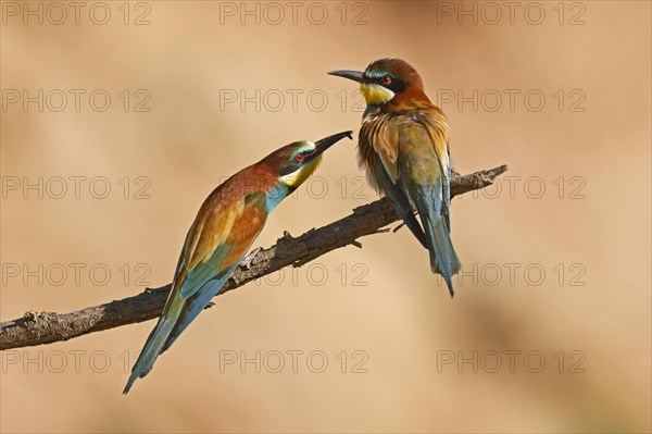 Bee-eater