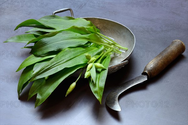 Bear's garlic