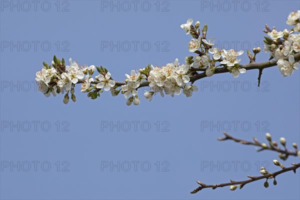 Flowering blackthorn