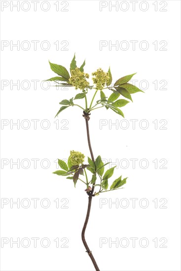 Flowering branch of red elderberry