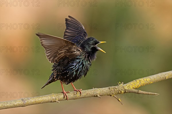 Starling