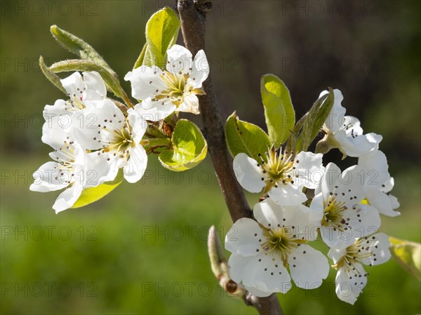 Flowering Williams Christ pear