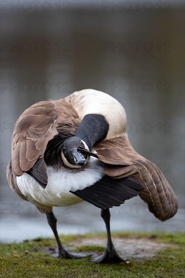 A Canada goose