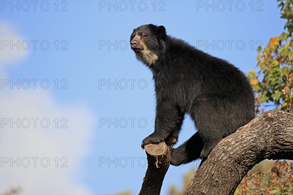 Spectacled bear