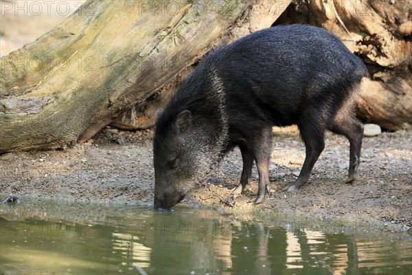 Collared Peccary