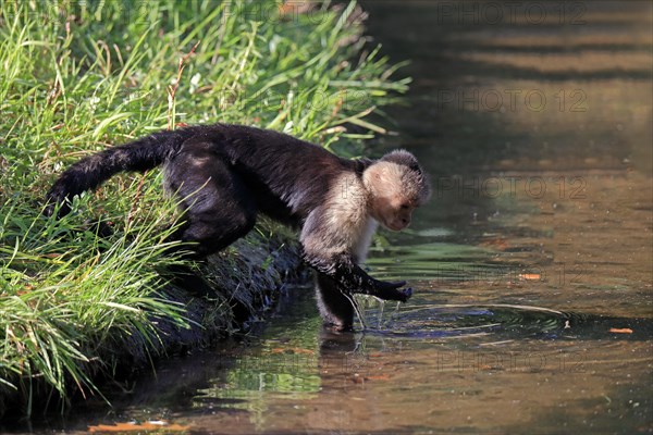 White-shouldered capuchin monkey