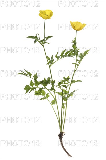 Yellow poppy