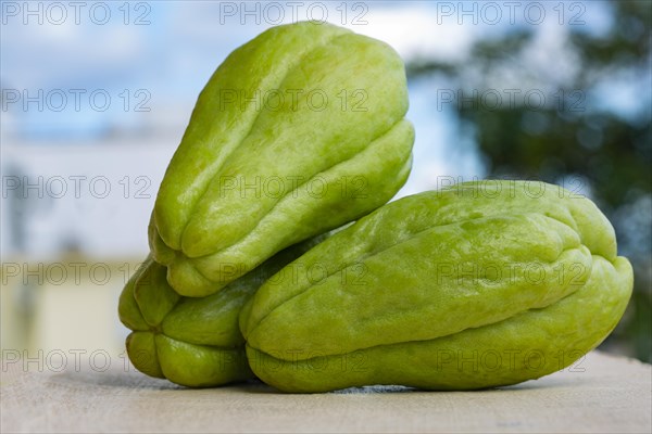 Fresh organic green chayote squash vegetable