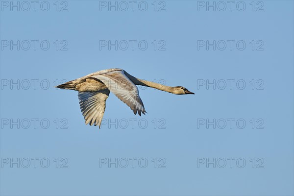 Mute swan