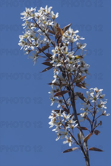 Flowering branch of a weeping pear