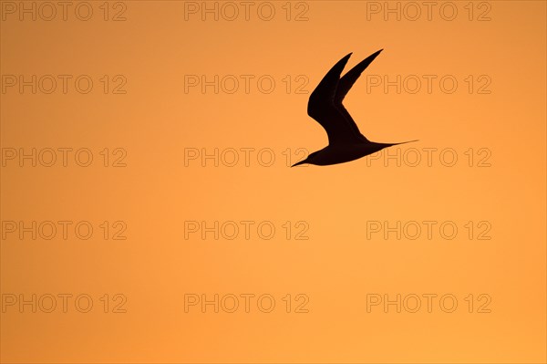 Sandwich Tern